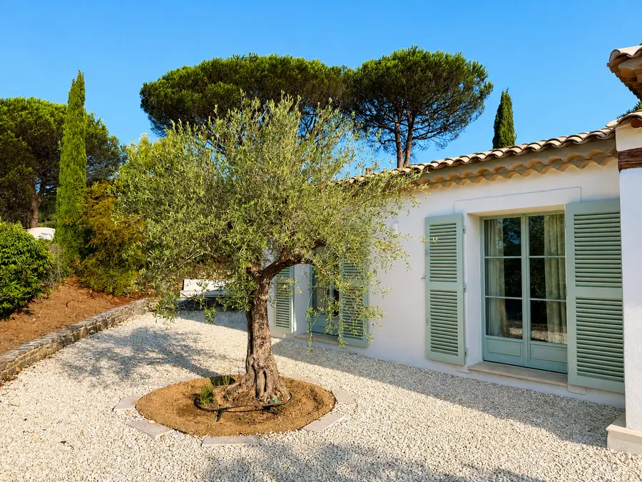 Olive tree in the garden