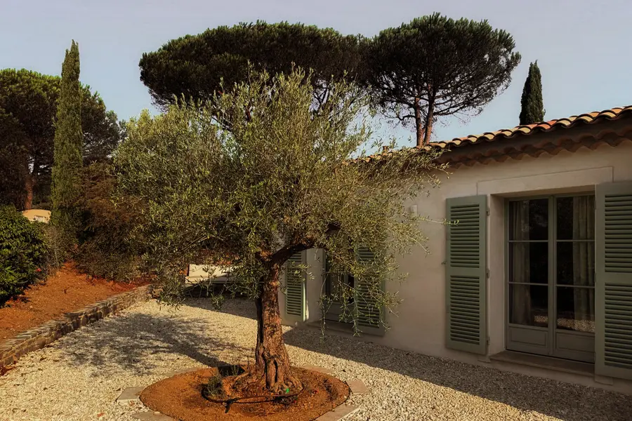 Olive tree in the courtyard
