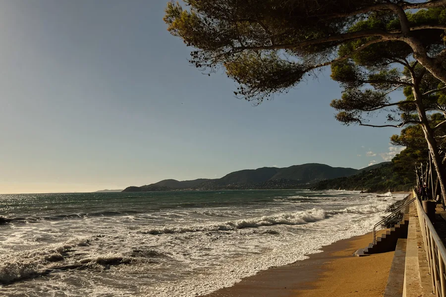 Bay view framed by pines