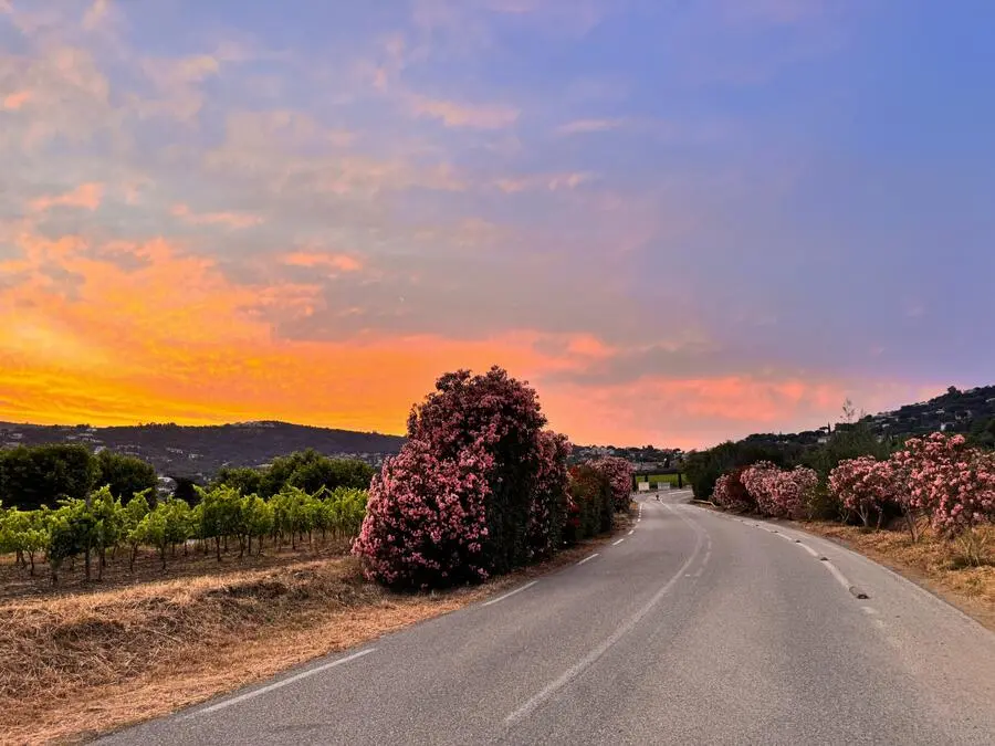 Vineyard road at sunset